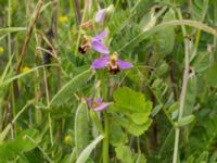 Ophrys apifera Trelleborg, Skåne, Sweden 20170615_0018