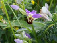 Ophrys apifera Trelleborg, Skåne, Sweden 20170615_0025