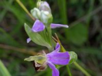 Ophrys apifera Trelleborg, Skåne, Sweden 20170615_0028