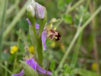 Ophrys apifera Trelleborg, Skåne, Sweden 20170615_0031