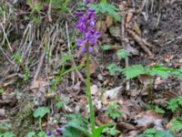 Orchis mascula Östra huvudet, Stenshuvud, Simrishamn, Skåne, Sweden 20190501_0091