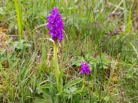 Orchis mascula Liaängen, Kågeröd, Eslöv, Skåne, Sweden 20160518_0019