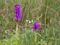 Orchis mascula Liaängen, Kågeröd, Eslöv, Skåne, Sweden 20160518_0022