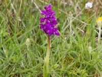 Orchis mascula Liaängen, Kågeröd, Eslöv, Skåne, Sweden 20160518_0050