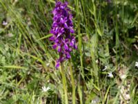 Orchis mascula Solviken, Mölle, Höganäs, Skåne, Sweden 20150515_0063