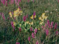 Primula veris et Orchis mascula Frösslundamossen, Mörbylånga, Öland, Sweden 19810529 (3)