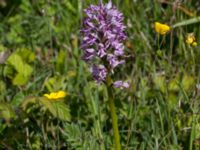 Orchis militaris Gråborg, Mörbylånga, Öland, Sweden 20150607_0047