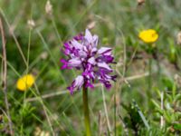 Orchis militaris Hörninge mosse, Borgholm, Öland, Sweden 20190525_0090