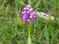 Orchis militaris Hörninge mosse, Borgholm, Öland, Sweden 20190525_0102