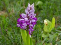 Orchis militaris Hörninge mosse, Borgholm, Öland, Sweden 20190525_0103