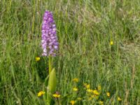 Orchis militaris Kalkstad-Lenstad, Mörbylånga, Öland, Sweden 20150606_0174