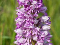 Orchis militaris Kalkstad-Lenstad, Mörbylånga, Öland, Sweden 20150606_0176