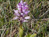 Orchis militaris Kalkstad-Lenstad, Mörbylånga, Öland, Sweden 20150606_0177