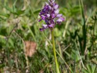 Orchis militaris Lenstad, Mörbylånga, Öland, Sweden 20170526_0019