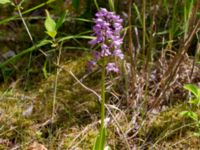 Orchis militaris Rådjursstigen, Åhus, Skåne, Sweden 20190623_0118