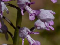 Orchis militaris Rådjursstigen, Åhus, Skåne, Sweden 20190623_0119