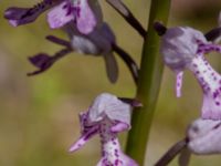 Orchis militaris Rådjursstigen, Åhus, Skåne, Sweden 20190623_0120