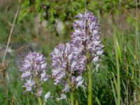 Orchis militaris Tvärvägen, Näsby, Mörbylånga, Öland, Sweden 20190609_0236