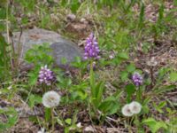 Orchis militaris Tveta reningsverk, Mörbylånga, Öland, Sweden 20170525_0300