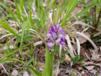 Orchis militaris Tveta reningsverk, Mörbylånga, Öland, Sweden 20170525_0319