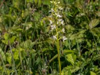 Platanthera bifolia Gråborg, Mörbylånga, Öland, Sweden 20150607_0042