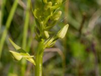 Platanthera bifolia Gråborg, Mörbylånga, Öland, Sweden 20150607_0074