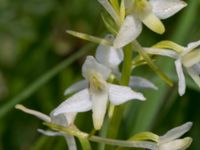 Platanthera bifolia Gyetorpskärret, Kristianstad, Skåne, Sweden 20160628_0103