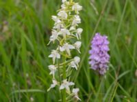 Platanthera bifolia Kungsmarken, Lund, Skåne, Sweden 20170624_0061