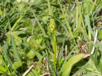 Platanthera bifolia ssp. bifolia Gyetorpskärret, Kristianstad, Skåne, Sweden 20170610_0109