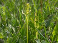 Platanthera bifolia ssp. bifolia Gyetorpskärret, Kristianstad, Skåne, Sweden 20170610_0115