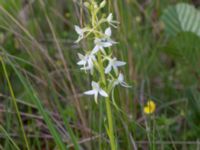 Platanthera bifolia ssp. bifolia Hunneröds mosse, Svedala, Skåne, Sweden 20170620_0021