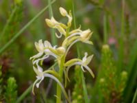 Platanthera bifolia ssp. bifolia Skanörs ljung, Falsterbonäset, Vellinge, Skåne, Sweden 20150628_0046