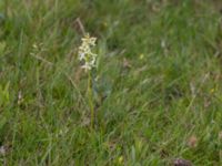 Platanthera bifolia ssp. bifolia Skanörs ljung, Falsterbonäset, Vellinge, Skåne, Sweden 20150628_0054