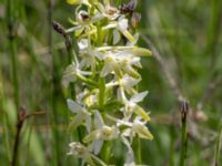 Platanthera chlorantha Gyetorpskärret, Kristianstad, Skåne, Sweden 20160628_0129