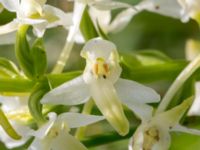 Platanthera chlorantha Gyetorpskärret, Kristianstad, Skåne, Sweden 20160628_0130