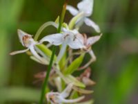 Platanthera chlorantha Snörum, Västervik, Småland, Sweden 20150712_0577