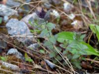 Bartsia alpina Abisko turiststation, Kiruna, Torne lappmark, Lappland, Sweden 20150707_0900