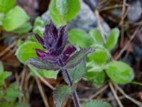 Bartsia alpina Abisko turiststation, Kiruna, Torne lappmark, Lappland, Sweden 20150707_0901