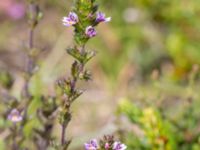 Euphrasia micrantha Skanörs ljung, Falsterbohalvön, Vellinge, Skåne, Sweden 20160811_0035