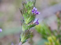 Euphrasia micrantha Skanörs ljung, Falsterbohalvön, Vellinge, Skåne, Sweden 20160811_0040