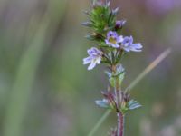 Euphrasia micrantha Skanörs ljung, Falsterbohalvön, Vellinge, Skåne, Sweden 20160811_0051