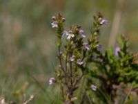 Euphrasia micrantha Skanörs ljung, Falsterbohalvön, Vellinge, Skåne, Sweden 20160811_0059