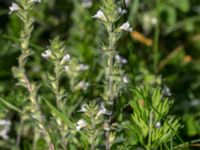 Euphrasia nemorosa Badplatsen, Klagshamns udde, Malmö, Skåne, Sweden 20160824_0020