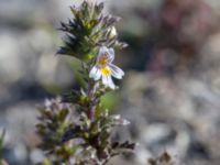 Euphrasia nemorosa Skanörs ljung, Falsterbohalvön, Vellinge, Skåne, Sweden 20160811_0025