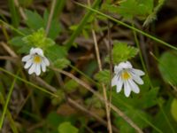 Euphrasia officinalis ssp. pratensis Fårarp, Ystad, Skåne, Sweden 20180831_0003