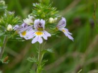 Euphrasia stricta ssp. breviplila Lyngsjön, Kristianstad, Skåne, Sweden 20170719_0128