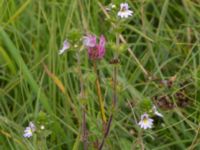 Euphrasia stricta ssp. breviplila Lyngsjön, Kristianstad, Skåne, Sweden 20170719_0133