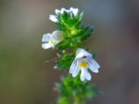 Euphrasia stricta var. brevipila Havgårdsnäs, Hässleholm, Skåne, Sweden 20180826_0060