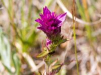 Melampyrum arvense Horna 20130615-168