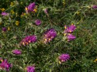 Melampyrum arvense Pallersområdet, Åhus, Kristianstad, Skåne, Sweden 20170719_0232